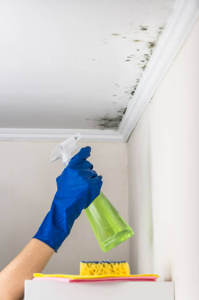 Best Residential Mold Remediation in Norwalk, OH